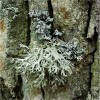 Oak moss absolute2