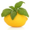 Lemon Verbana Essential Oil – Nature Identical
