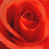 Rose Floral Wax - Bulgarian