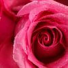 Rose Floral Wax - Bulgarian