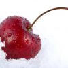 Snow Cherries Fragrance Oil