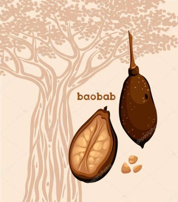 depositphotos_81007892-stock-illustration-fruit-of-baobab-tree-and