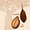 Baobab Oil - Virgin Organic